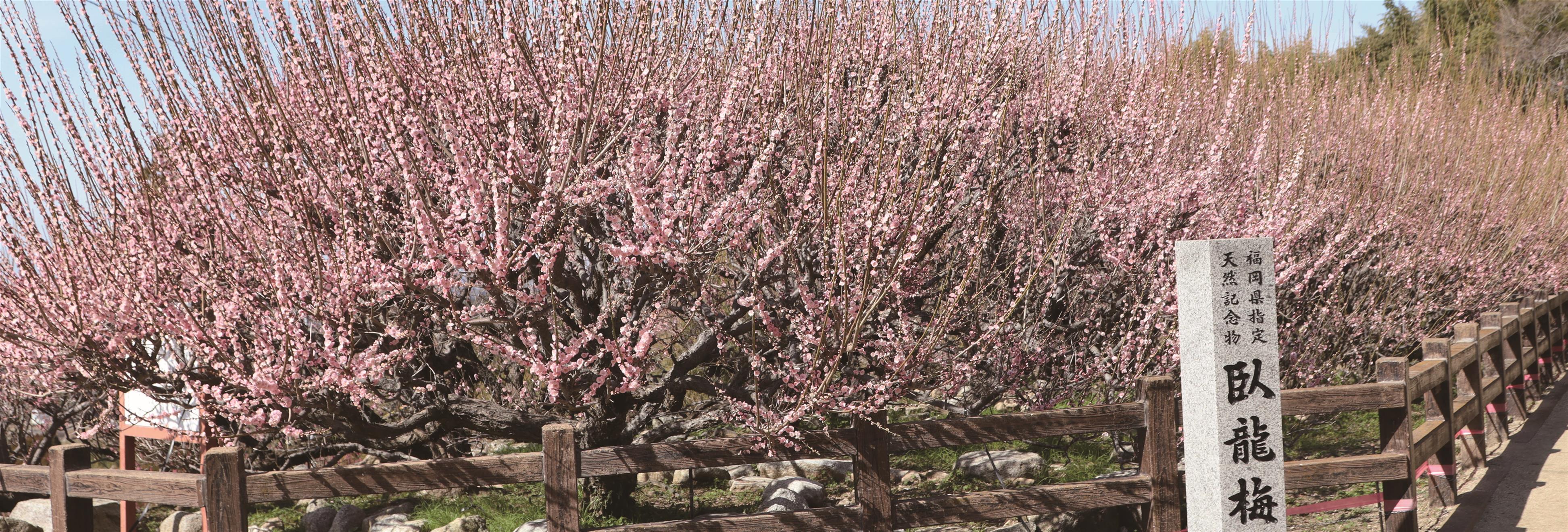 普光寺の臥龍梅の写真