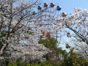 延命公園の桜と動物園の観覧車