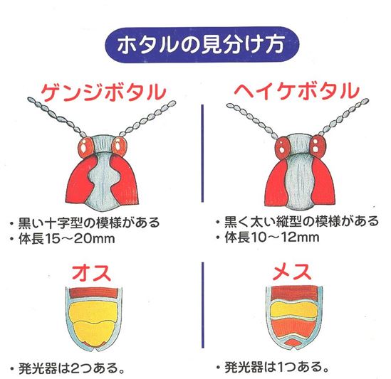 ホタルの見分け方