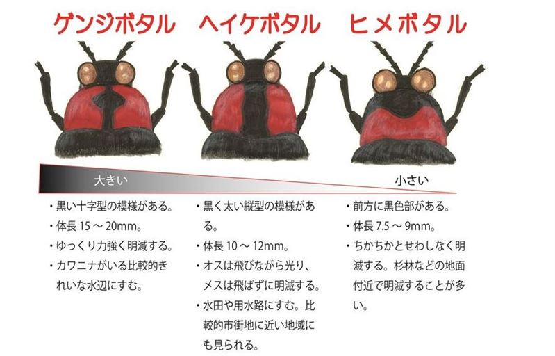 ホタルの種類の見分け方