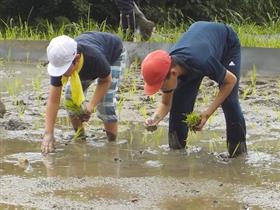 田植え