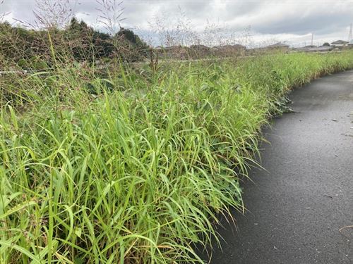 遊歩道除草前