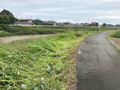 遊歩道除草後