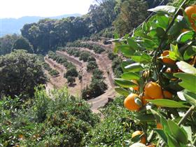 みかんとみかん畑