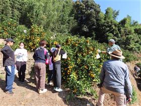 みかん狩りをする様子