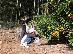みかんを収穫する様子
