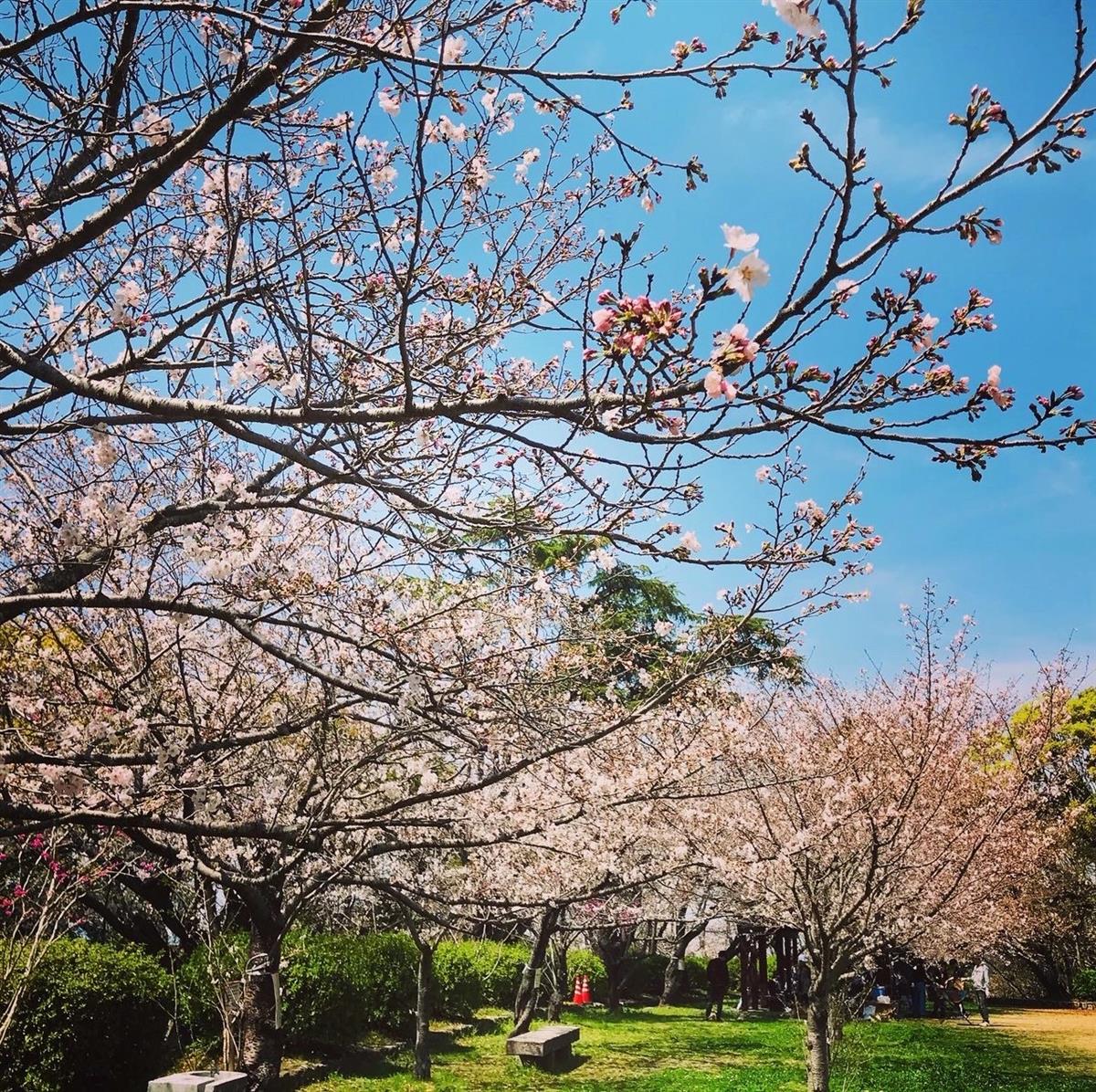 延命公園のサクラの画像