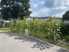 道の駅「通潤橋」８月の様子
