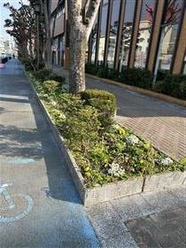 開花写真