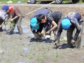 腰を落として田植えをする様子