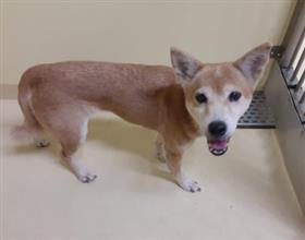 迷い犬