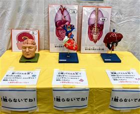 展示(臓器)