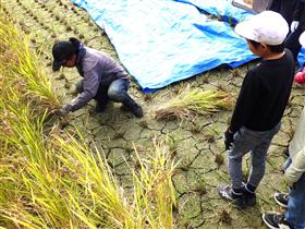 稲の借り方を教えてくださる田中さん