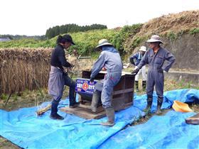 脱穀の準備をされる いちのたんぼの会のメンバー