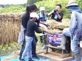 慎重に脱穀する児童