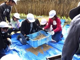 ふるいに挑戦する児童