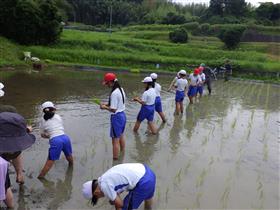 みんなで田植え