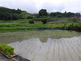 玉川小学校の田んぼ完成