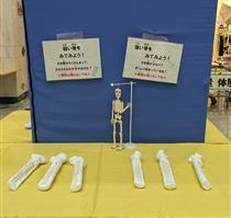 強い骨と弱い骨の模型(ヘチマ)