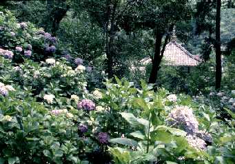あじさいの花が咲く定林寺の写真