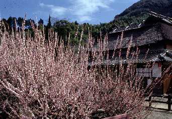樹齢四百年の臥龍梅の写真