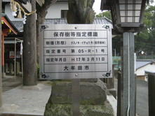 鳥塚熊野神社周辺のクス林その2