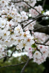 帝京大学前のサクラ並木その2