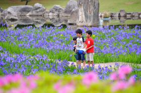 諏訪公園には四季折々の花が咲きます
