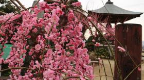 普光寺には様々な梅があります