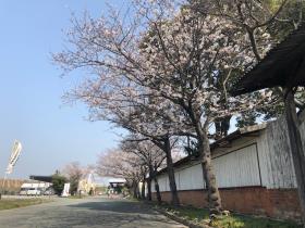 正門からの桜並木