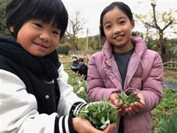 玉川野草園　ヨモギ収穫