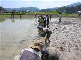 田植え体験