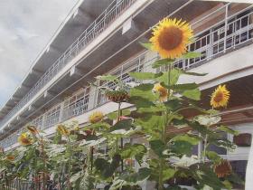 大きく成長したひまわりの花 大きく成長したひまわりの花