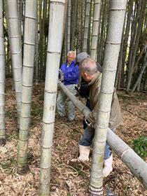 竹きり、運び出し風景