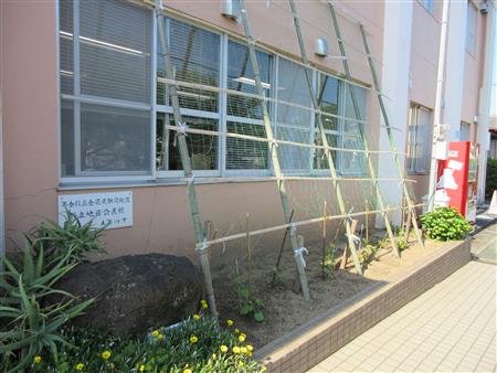 ゴーヤ準備