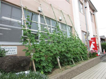 グリーンカーテン