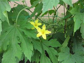 6月17日ゴーヤの花