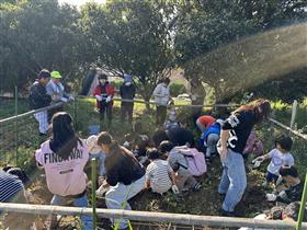 サツマイモ堀風景