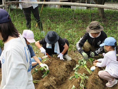 サツマイモ苗植え２