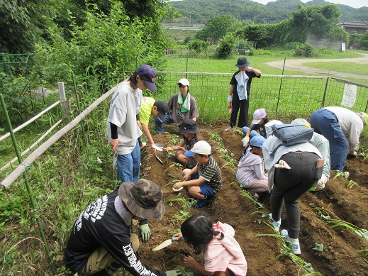 サツマイモ苗植え３