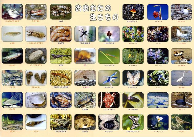 大牟田の自然マップ(裏)の画像 大牟田の自然マップ(裏)の画像