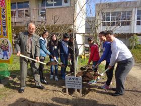 桜の苗木を植樹する吉野小の6年生