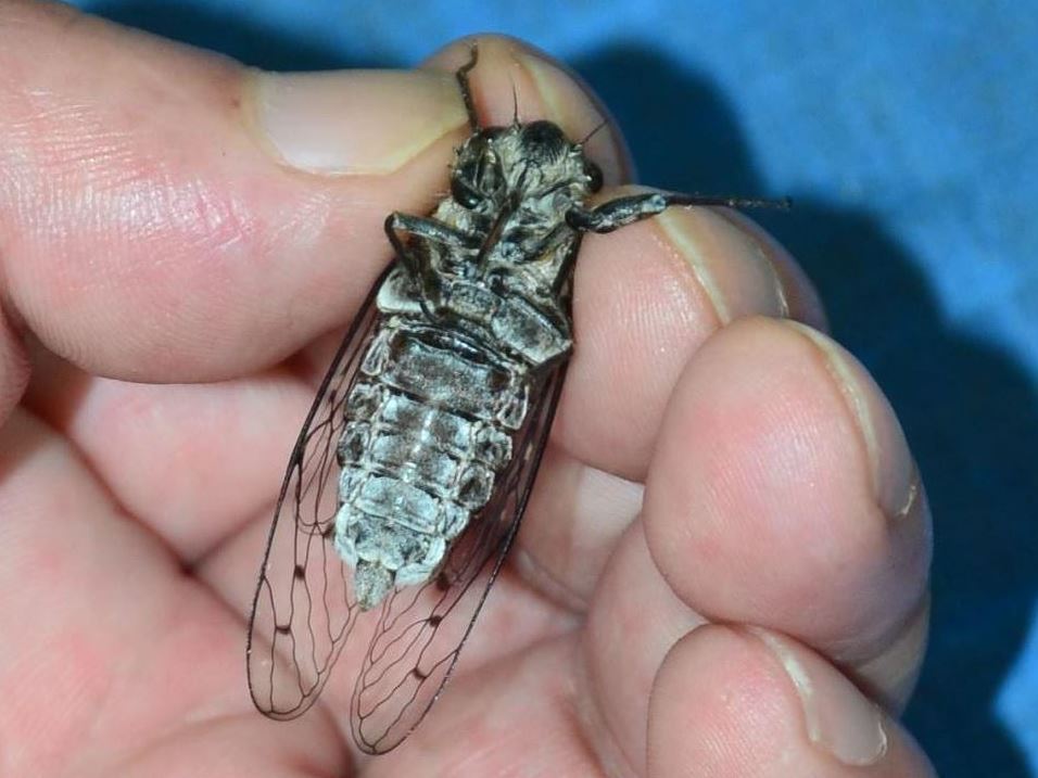 セミの腹部の腹側(写真) セミのおなか