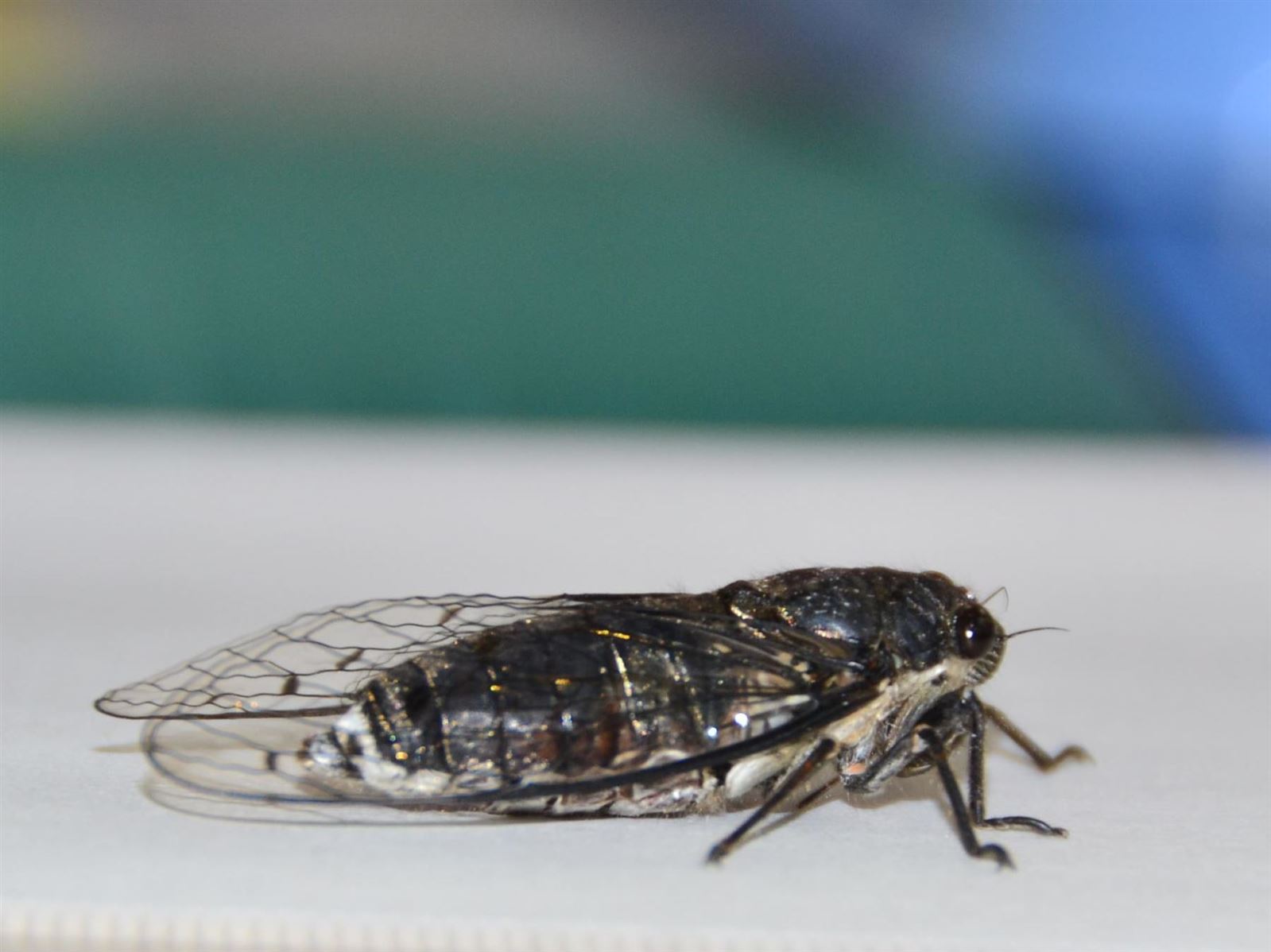 側面からみたハルゼミ(写真) 横から見た姿