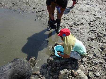 捕まえた生き物を海に返します1