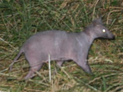 毛がない生き物の写真(その3) 疥癬タヌキ