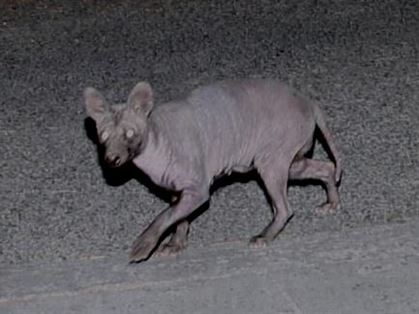 毛がない生き物の写真(その2) 疥癬タヌキ2