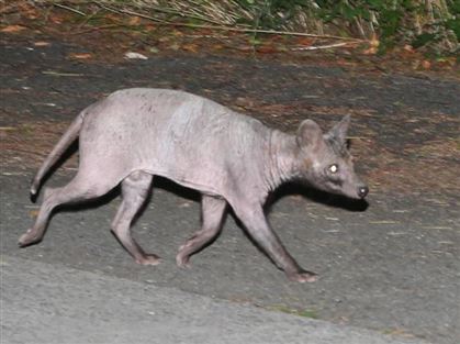 毛がない生き物の写真(その1) 疥癬タヌキ3