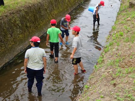 川にすむ生き物を調査中