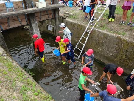 川にすむ生き物を調査中2